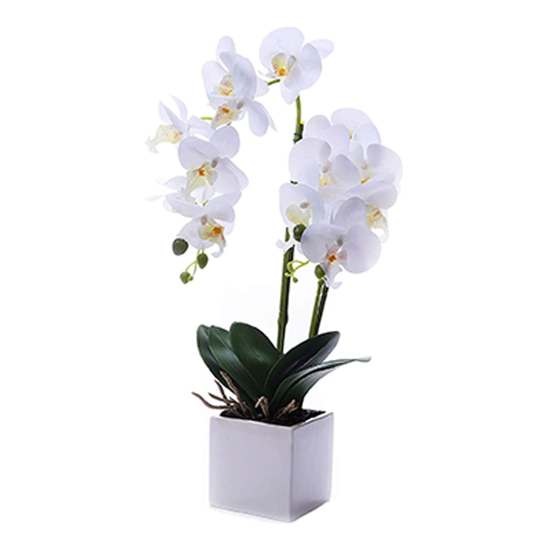 Two Piece or Fresh Orchid Flowers in Vais