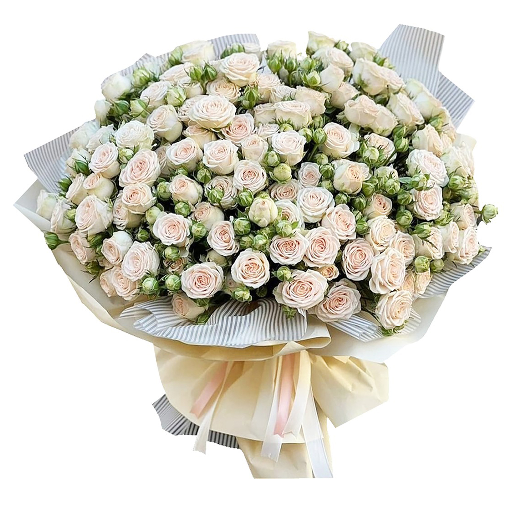 bouquet of baby rose off white of 50