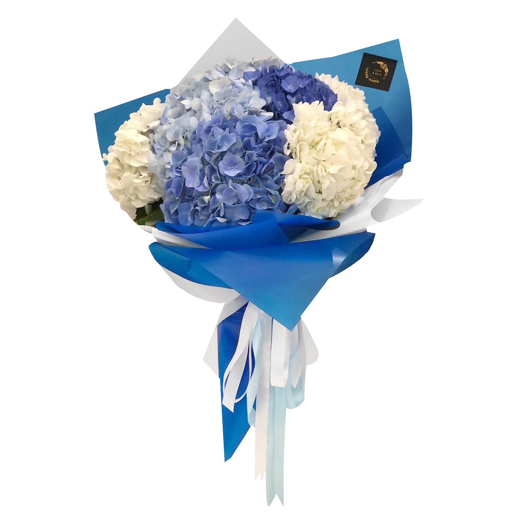 white and blue hydrangea 1